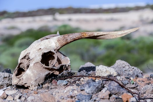 A goat skull photo
