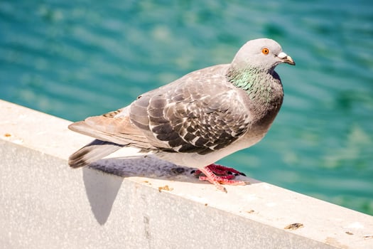 Close of a pigeon photo