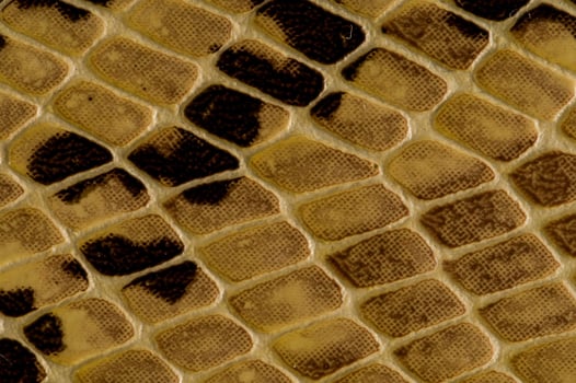 a close up of a snake skin pattern photo
