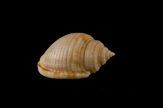 A shell on black background photo