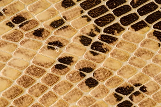 Snake texture background photo