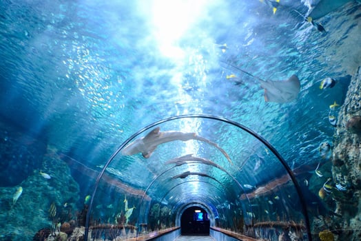 Beautiful underwater view photo