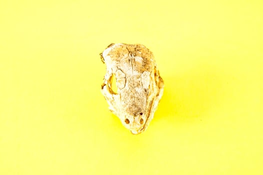 An animal skull photo