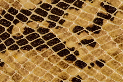 Snake skin texture photo