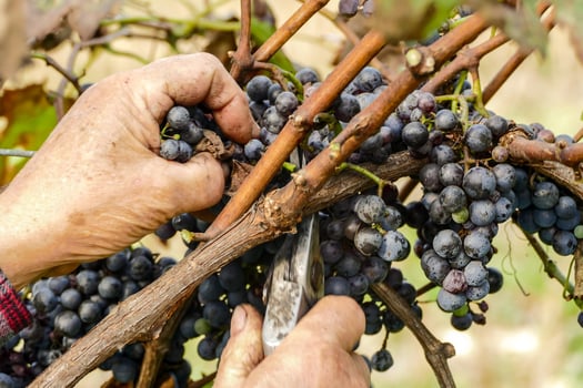 Red wine grapes photo