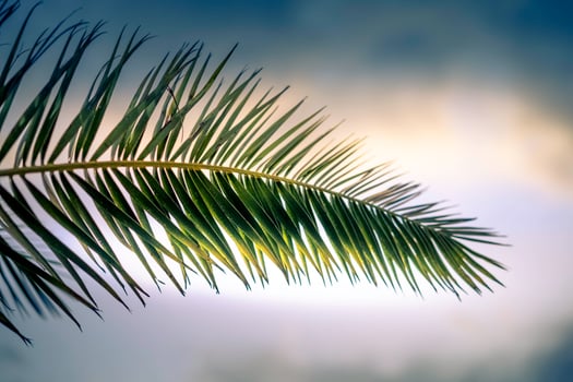 Natural background with green palm leaves against the sky photo
