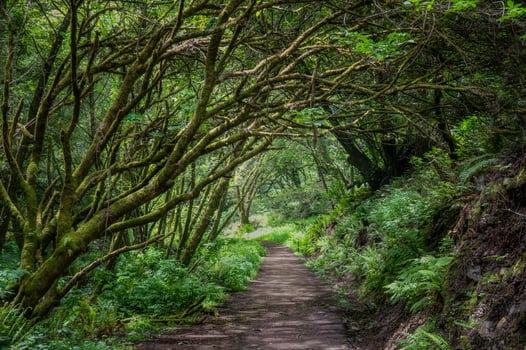 A beautiful green tree tunnel in Northern California. photo