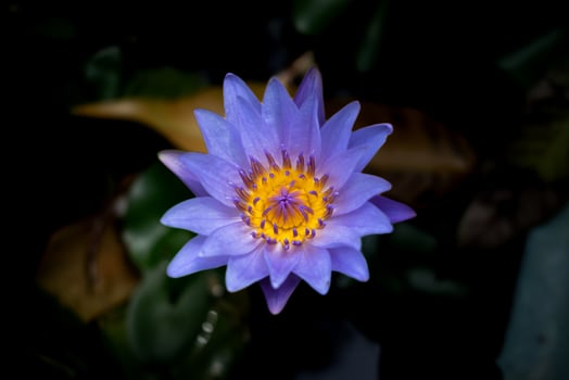 Close up lotus in dark background. photo