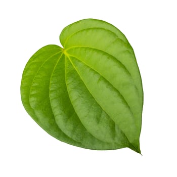 Green betel leaf isolated on white background photo