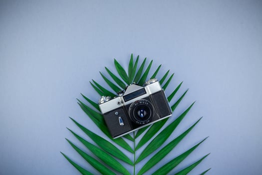 Tropical palm leaf and old photo camera background