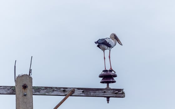 Asian openbill Stork stand on the electric pole photo