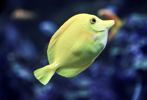 a yellow fish swimming in an aquarium photo