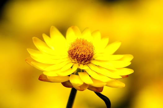 Background with flowers photo