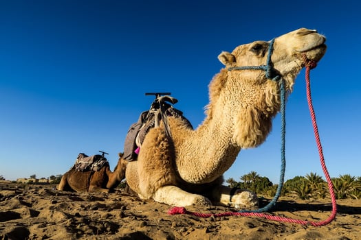 Camels laying on the desert photo