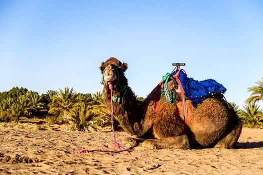 Camel laying on the desert photo