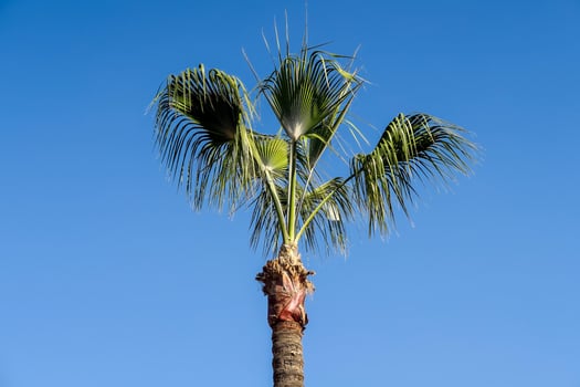 a palm tree with its leaves up against the blue sky photo