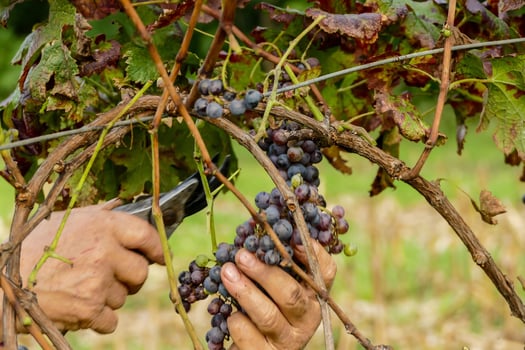 Red wine grape photo