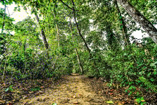 Trees in the forest photo