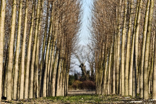 a row of trees with no leaves photo