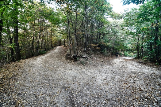 Into the forest photo