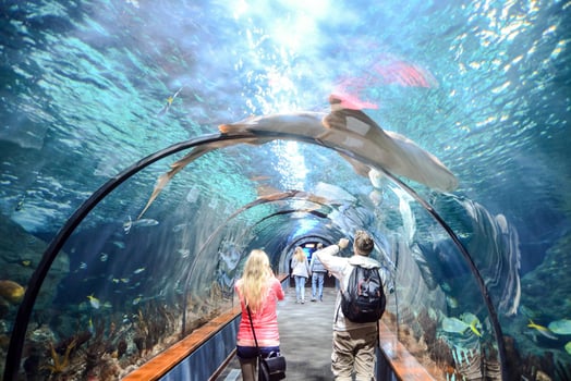 people walking through an aquarium tunnel with a shark photo