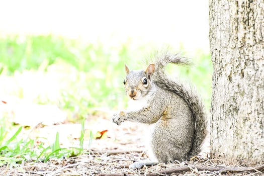 Squirrel in the wild photo