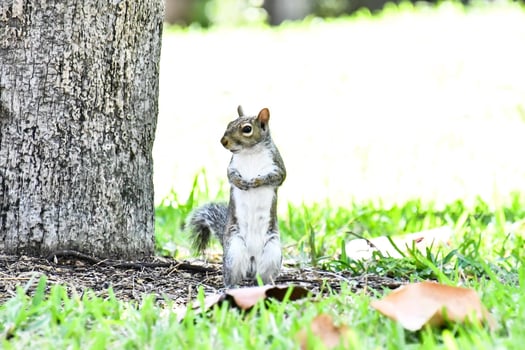 Squirrel in the wild photo