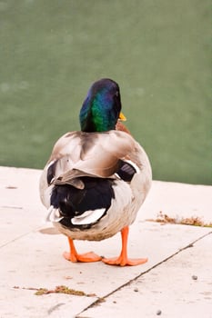 a duck standing on the edge of a concrete walkway photo