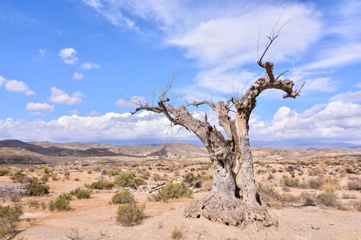 Scenic desert view photo