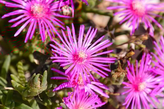 Background with flowers photo