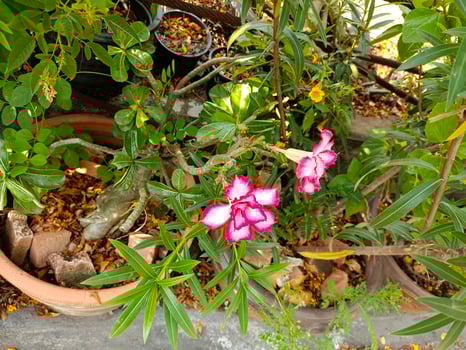 Flower plant fresh environment outdoor nature in summer holiday photography images photo