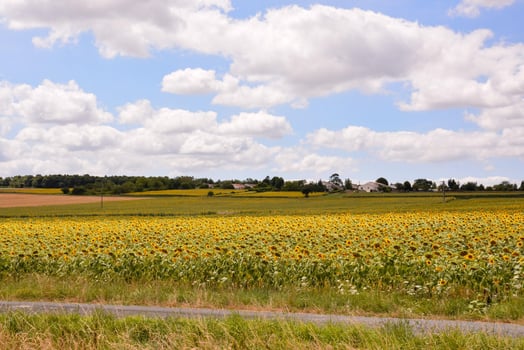 Sunflower field in the summer photo