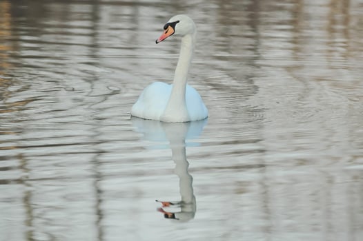 Swan on the lake photo