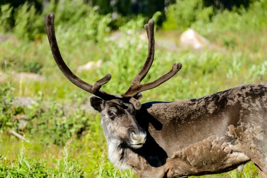 a reindeer with large horns standing in a grassy field photo