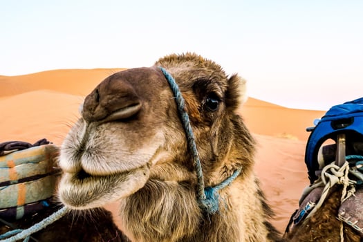Close up of a camel photo
