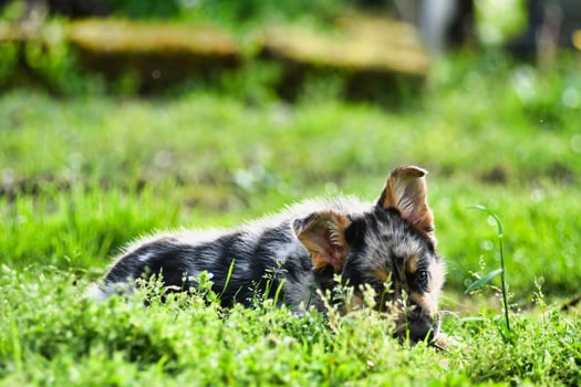 A pup playing photo