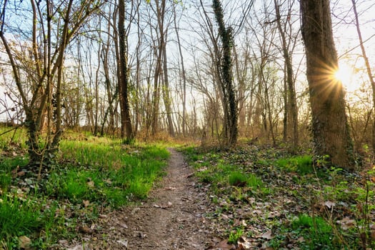 Trees in the forest photo