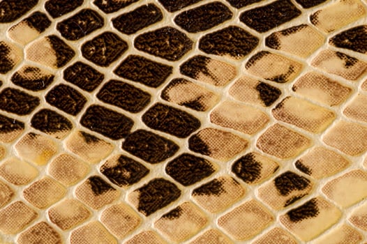 Snake skin texture photo