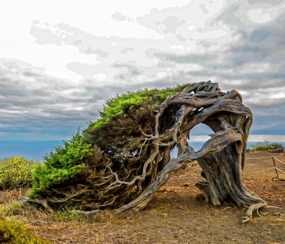 Dead tree on the cliff photo
