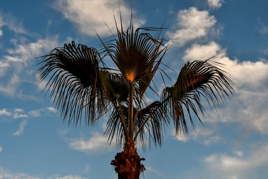 Tropical palm tree photo