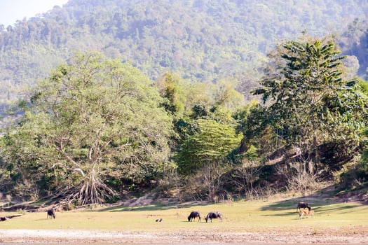 Rural landscape in East Asia photo
