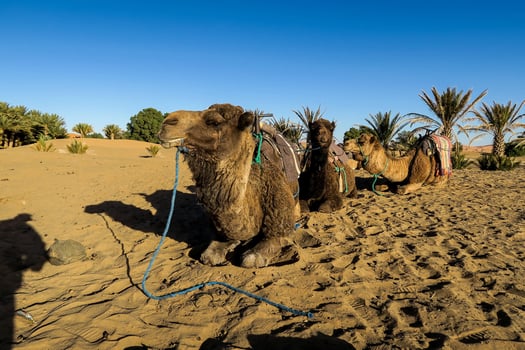 Camels in Morocco photo