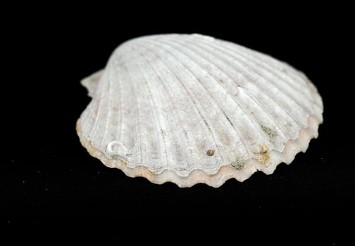 Shell on dark background photo