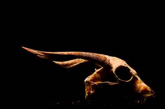 Ram skull on black background photo