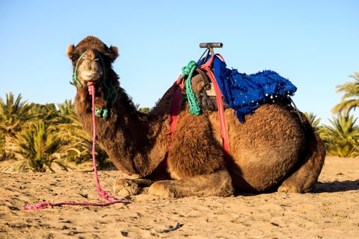 Camel sitting in the sand photo
