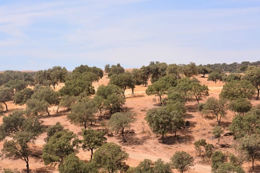 Desert landscape view photo