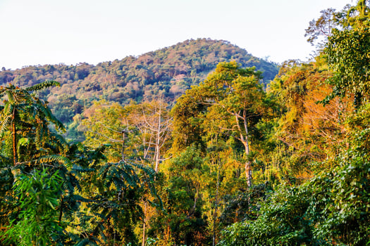 Green trees view photo