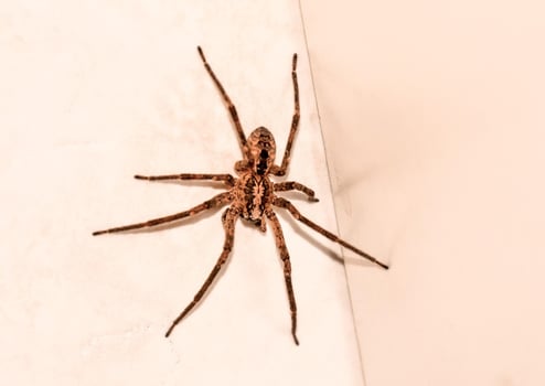Spider on wall photo