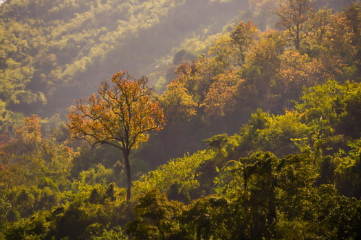 Rural landscape in Eastern Asia photo
