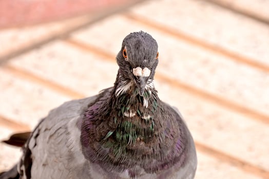 Pidgeon close up photo
